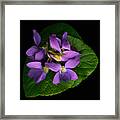 Sleeping Violets Framed Print
