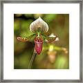 Slipper Orchid Framed Print
