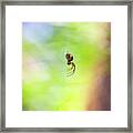Small Cross Spider Araneus Diadematus Hanging On Its Unvisible Web Framed Print