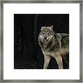 Smiley The Friendliest Lassen Pack Wolf Framed Print