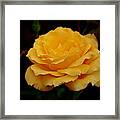 Smokey Yellow Rose Framed Print