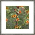 Smoky Mountains Blackberries And Butterfly Weed Framed Print
