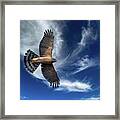 Smoky Mountains Coopers Hawk Framed Print