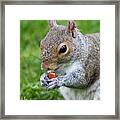 Snack Break For Squirrel Framed Print