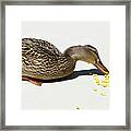 Snack Time For Mama Duck Framed Print