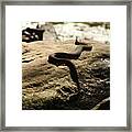 Snake On A Rock Framed Print