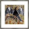 Snakebird Drying Framed Print