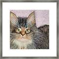 Snickers Framed Print