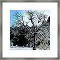 Snow Covered Black Oaks Quercus Kelloggii Yosemite Framed Print