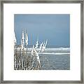 Snow Covered Sea Oats Framed Print