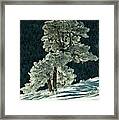 Snow Covered Tree - 9182 Framed Print
