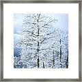 Snow Covered Tree Framed Print