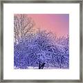 Snow Covered Trees Framed Print