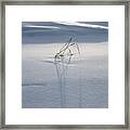 Snow Drifts And Dry Grass Framed Print