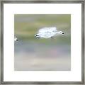 Snow Geese Flight Framed Print