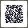 Snow Geese In A Crowded Sky Framed Print