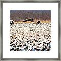 Snow Geese - Looking For Parking Framed Print