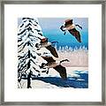 Snow Geese Framed Print