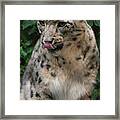 Snow Leopard 1 Framed Print