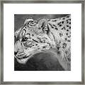 Snow Leopard Framed Print