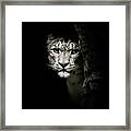 Snow Leopard, Panthera Uncia, Watches From Rocky Outcrop Framed Print