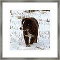 Snow Pup Framed Print