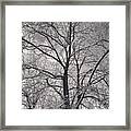 Snowcovered Branches - Monochrome Framed Print