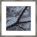 Snowflakes On A Branch Framed Print