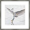 Snowy Egret 7253-012321-2 Framed Print