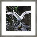 Snowy Egret About To Land Framed Print