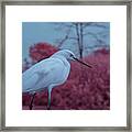 Snowy Egret In Infrared Framed Print