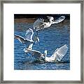 Snowy Egrets 3137-011823-2 Framed Print