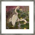 Snowy Egrets Framed Print