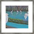 Snowy Egrets Framed Print