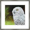 Snowy Owl Study Framed Print
