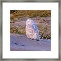 - Snowy Owl Framed Print