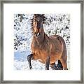 Snowy Stallion Portrait Framed Print