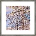 Snowy Tree Framed Print