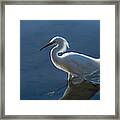 Snowy White Egret Framed Print