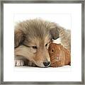 Snuggling With Guinea Framed Print