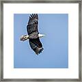 Soaring Bald Eagle Framed Print