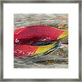 Sockeye Salmon Framed Print