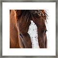 Soft Beauty Framed Print