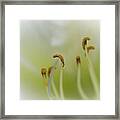 Soft Dreamy And Pearly Daylily Framed Print