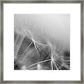 Soft Flower Framed Print