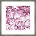 Soft Pink Succulent Plants Garden Watercolor Interior Art Vi Framed Print