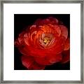 Soft Red Rose Framed Print