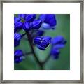 Soft Seduction In Blue Framed Print