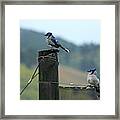 Soggy Bluejays Framed Print