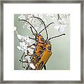 Soldier Beetles Framed Print